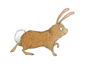 illustration of a cottontail bunny