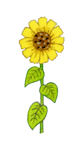 illustration of a sunflower